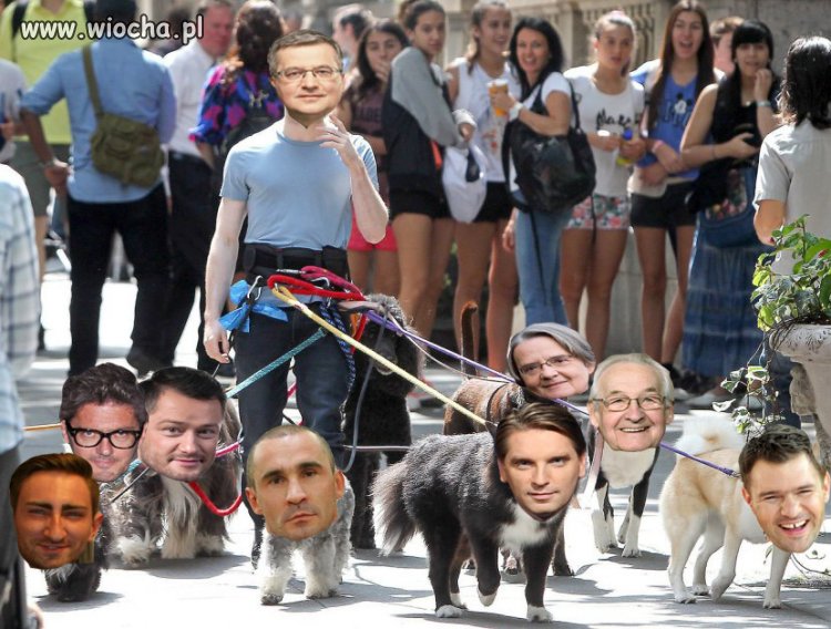 Psy Komorowskiego