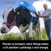 Krowa z plecakiem 
