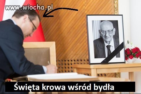 Święta krowa wśród bydła