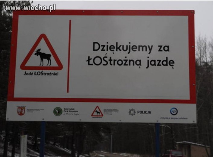 Łosie dziekują