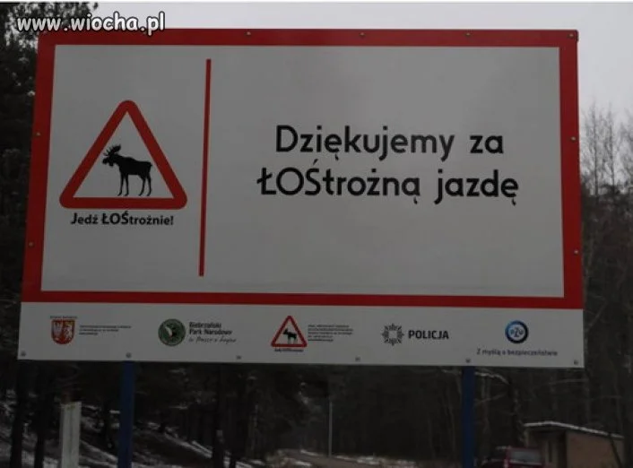 Łosie dziekują