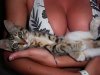 Kitten.