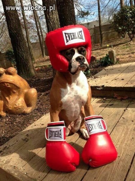 Dog bokser.
