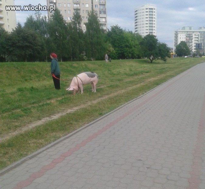 Świnka na spacerku