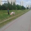 Świnka na spacerku
