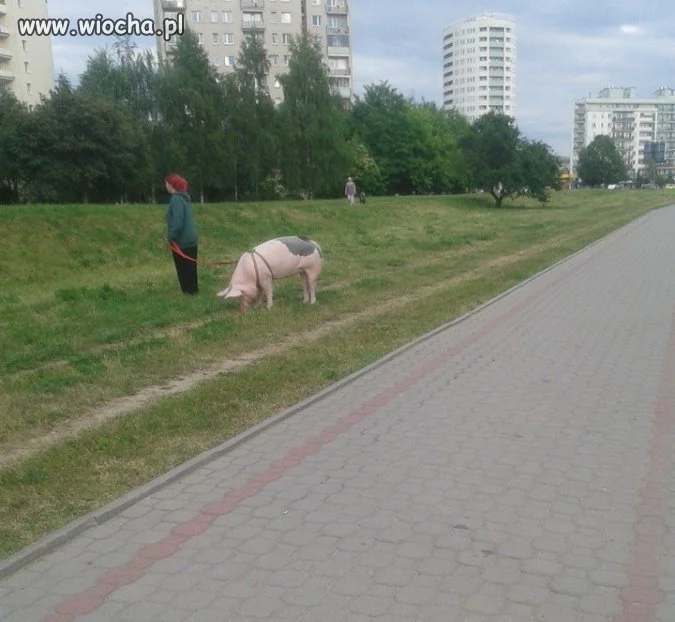 Świnka na spacerku