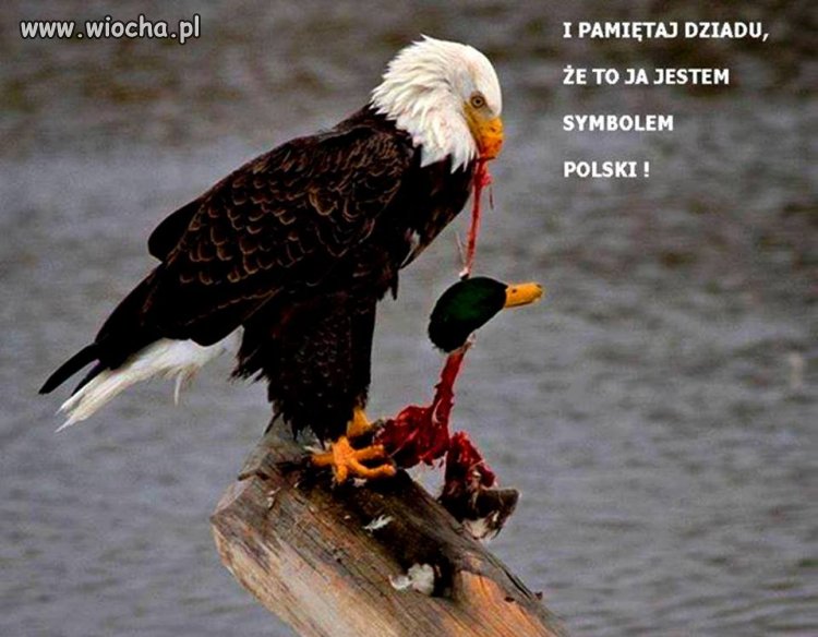 Pamiętaj to nie kaczka