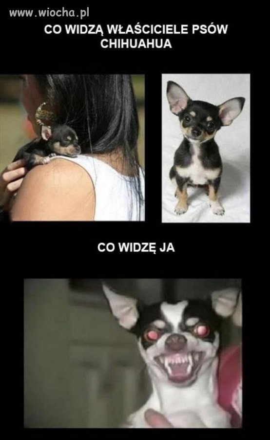 Co widzą