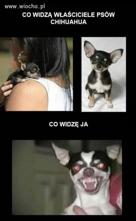 Co widzą