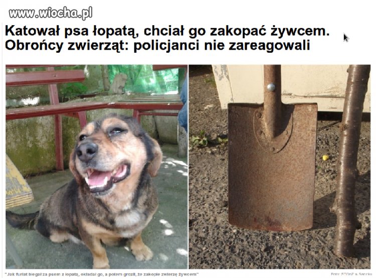 Ludzie kochają zwierzęta?
