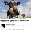Krowa