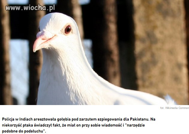 Gołąb po WSIowemu