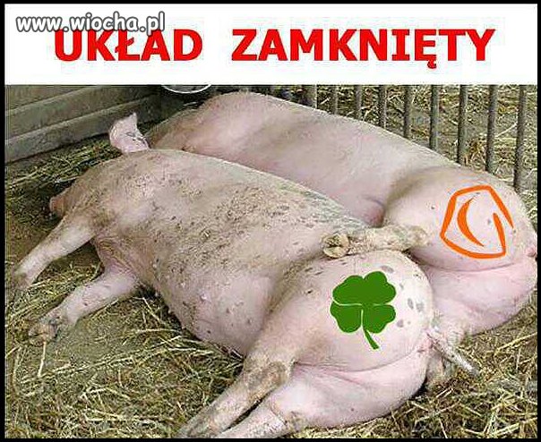 Przypuszczam,że jedna z tych świnek