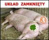 Przypuszczam,że jedna z tych świnek