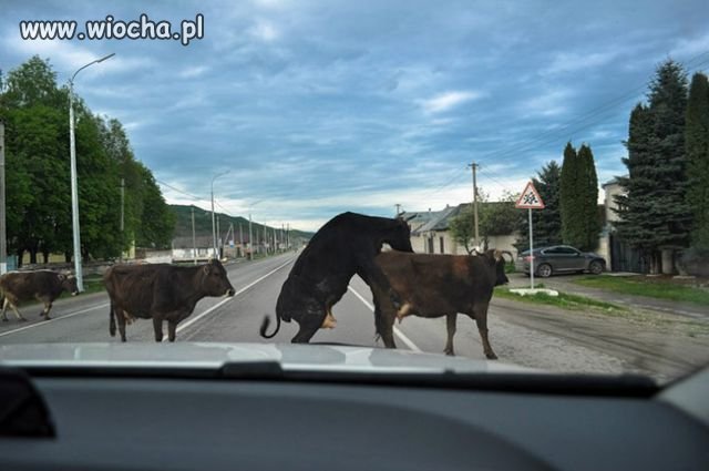 Jak wiocha, to wiocha