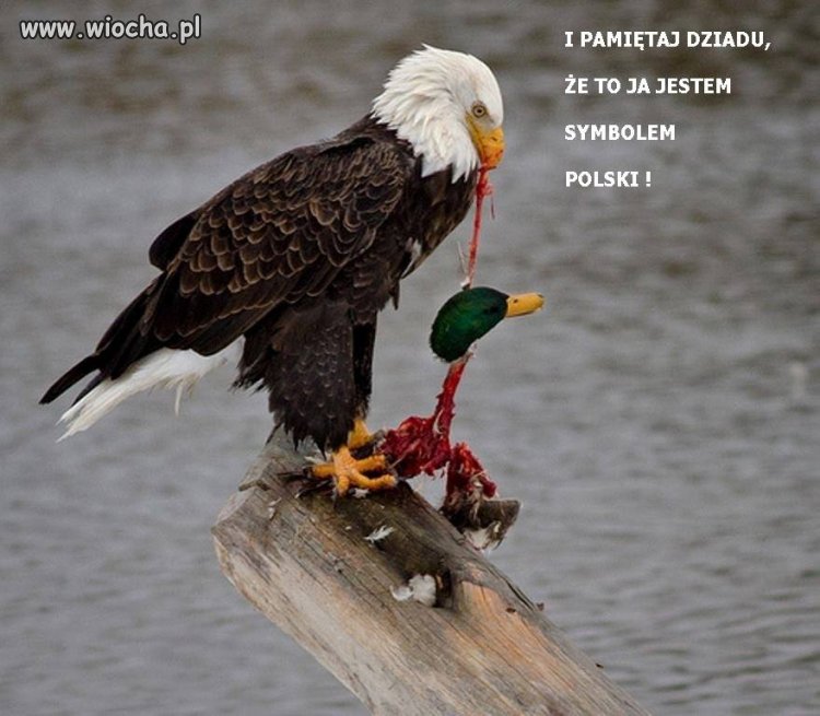 Co miał na myśli