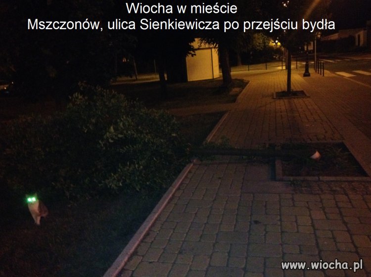 Bydłu przeszkadzało drzewo