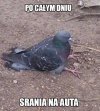 Po całym dniu