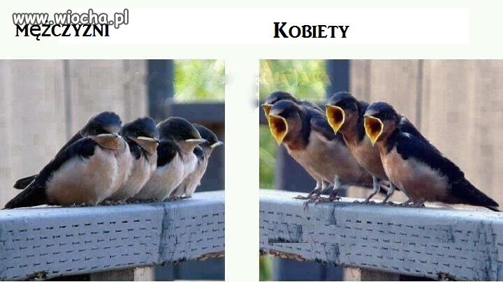 Różnica między Kobietą a Mężczyzną.