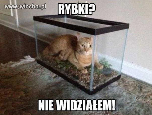 Rybki?