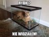 Rybki?