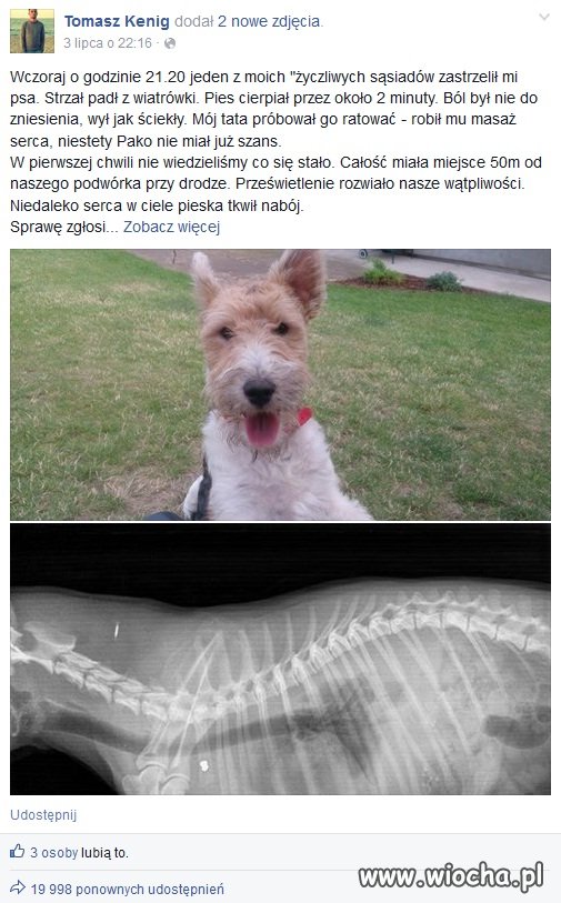 Sąsiad zastrzelił mi psa z wiatrówki