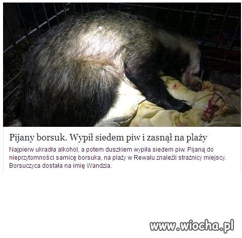 Nawet borsuk w Polsce ma dość 