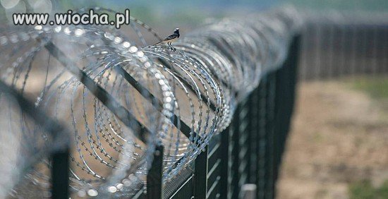 Polscy rządzący deklarują przyjęcie 2000 imigrantów