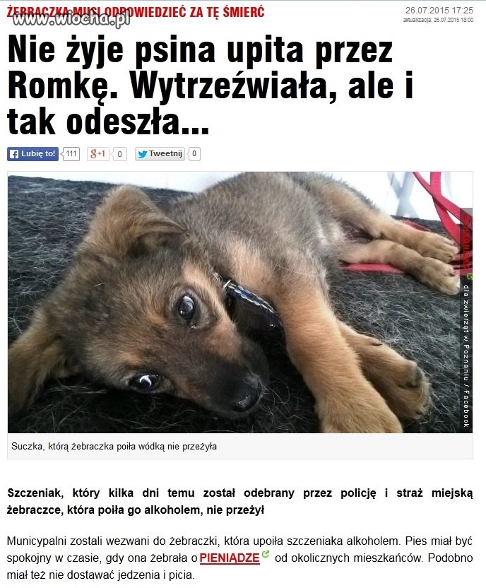 Karygodne wykorzystanie psa  
