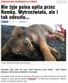 Karygodne wykorzystanie psa  