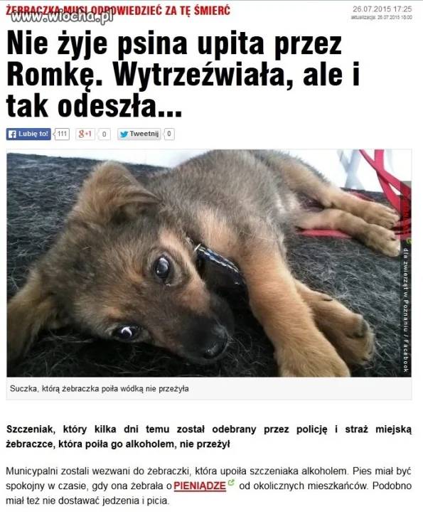 Karygodne wykorzystanie psa  