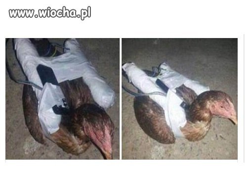 Islamiści ISIS nowa metoda wysadzania na kurczaka