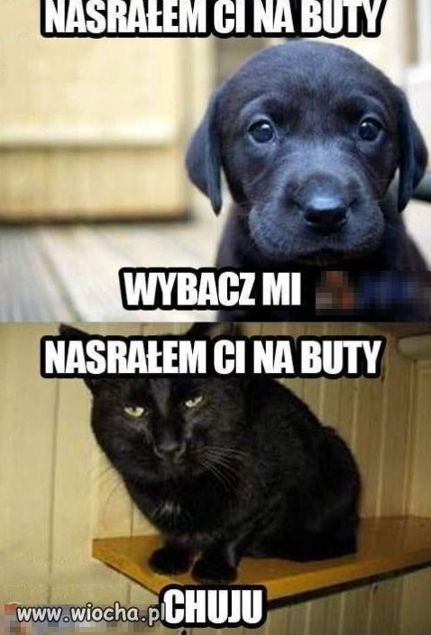 Dog vs cat