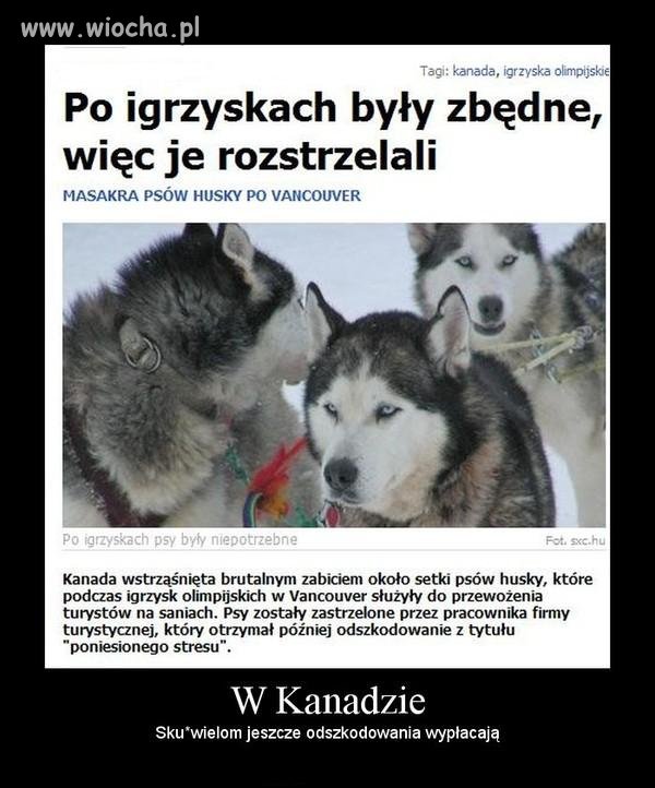 Nie zabił bym bogu ducha winnego psa.
