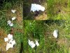 Gówniane rajdy - skręcanie rogala na OS-ie