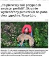 Chciałbym poznać właściciela tego psiaka... 