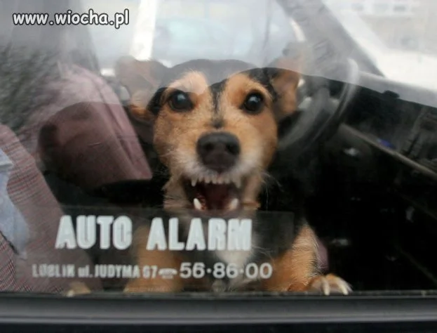 Uratował psa z rozgrzanego samochodu, teraz STANIE 