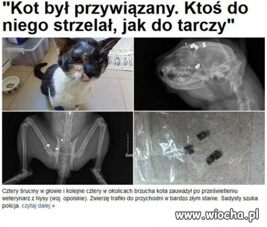 Fakt, niektóre koty są wredne 