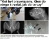 Fakt, niektóre koty są wredne 