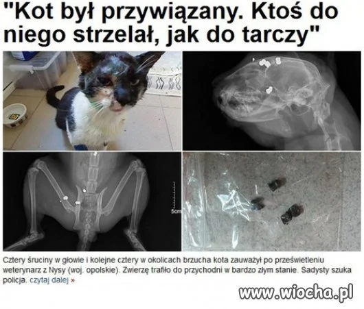 Fakt, niektóre koty są wredne 