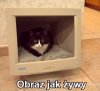 Obraz jak żywy