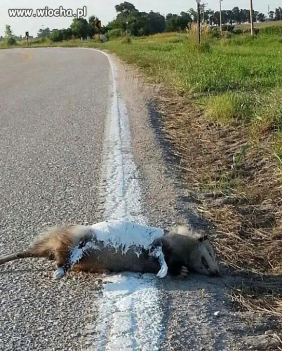 Gdzieś tam  w Ameryce