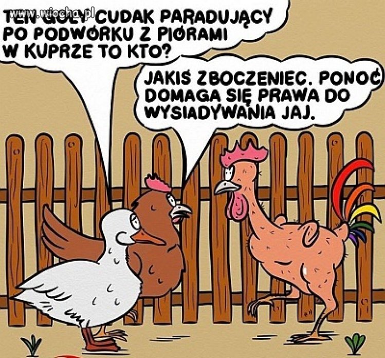 Tęczowy kogut.