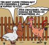 Tęczowy kogut.