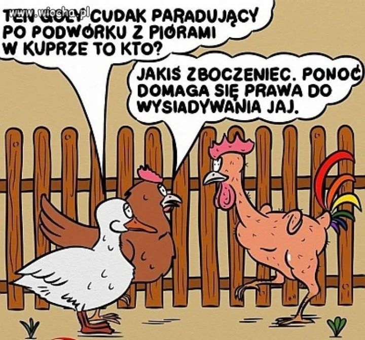 Tęczowy kogut.