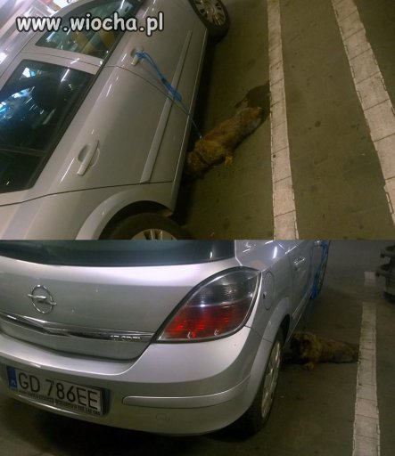 Kolejny idiota