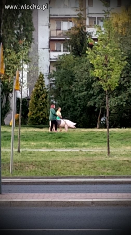 Spacer w Warszawie