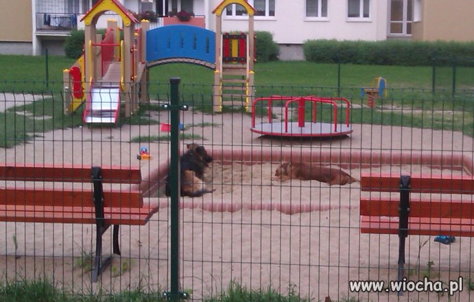 Jak nie umiesz zajmować się psem