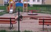 Jak nie umiesz zajmować się psem