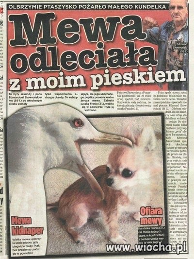 Olbrzymie ptaszysko pożarło kundelka.